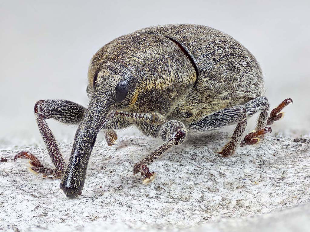 Curculionidae:  Larinus (Phyllonomeus) sturnus, femmina